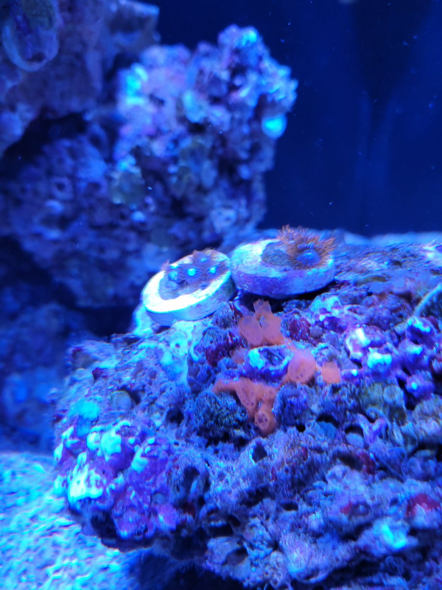 Zoas.jpg