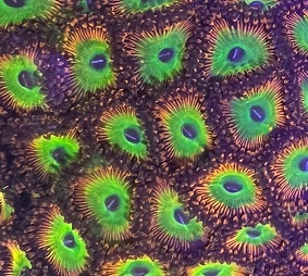 Zoas.jpg