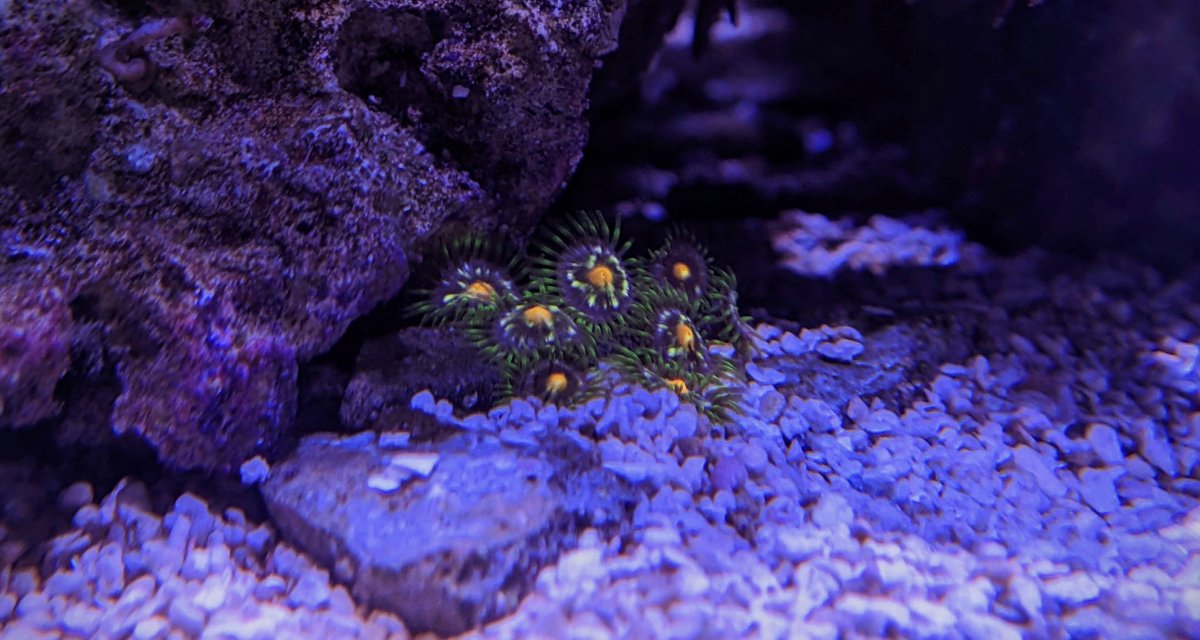 Zoas.jpg