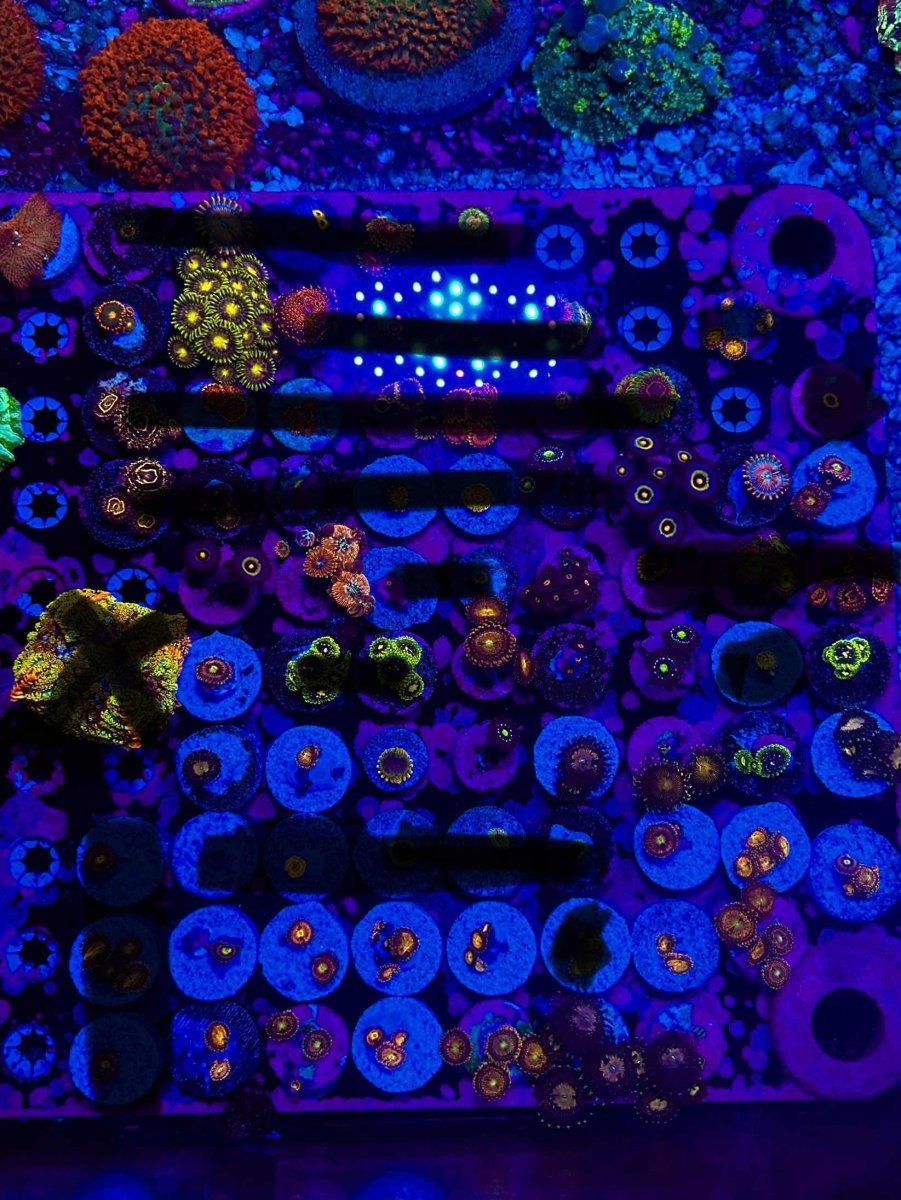 zoas.jpg