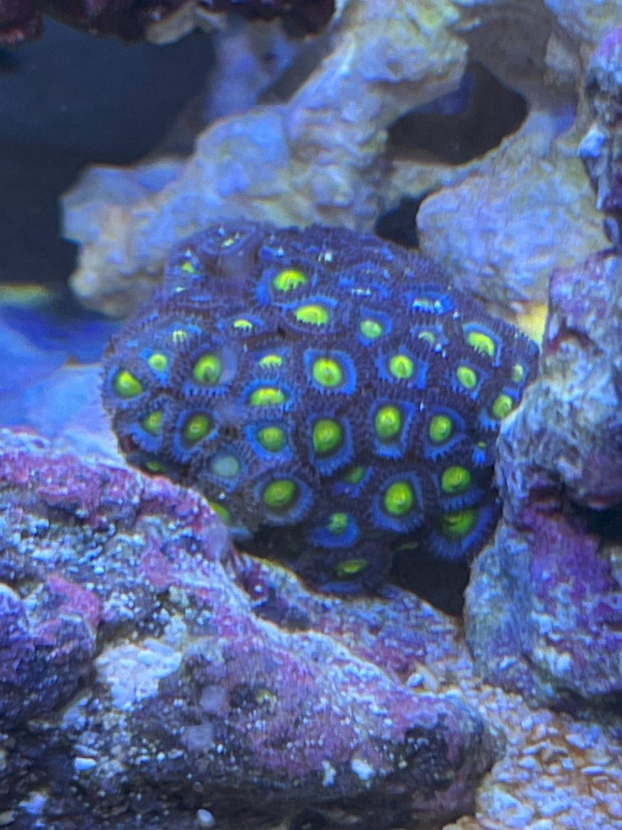 Zoas.jpg