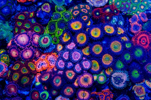 zoas.jpg