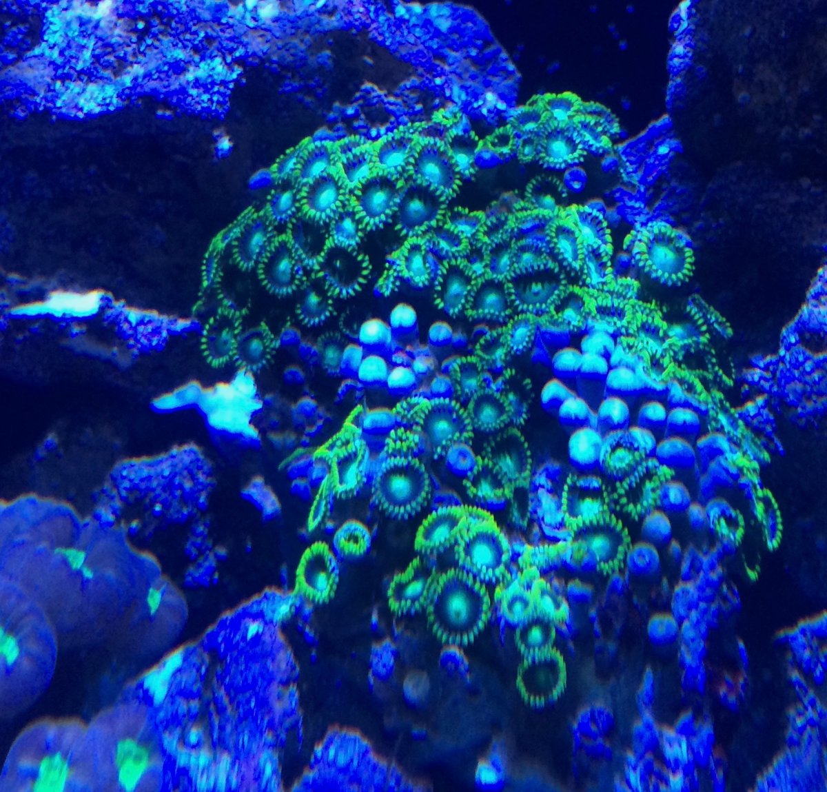 zoas.jpg