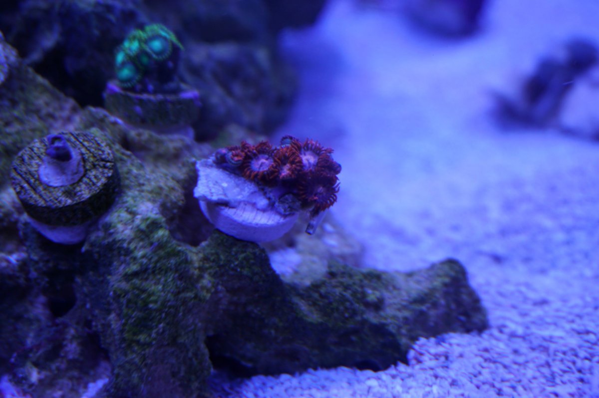 zoas.JPG