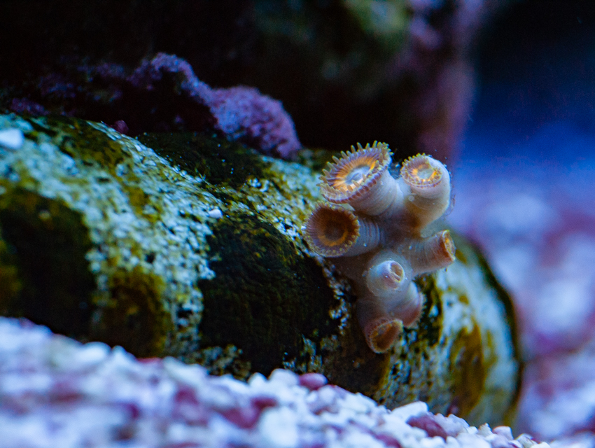 Zoas on cucumber aug 27.jpg