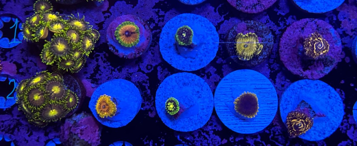 zoas pack.jpg