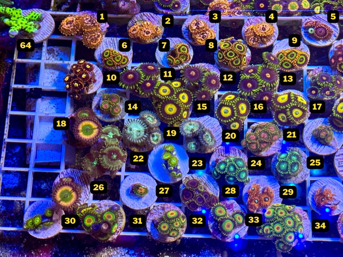 Zoas Pic 1.jpg