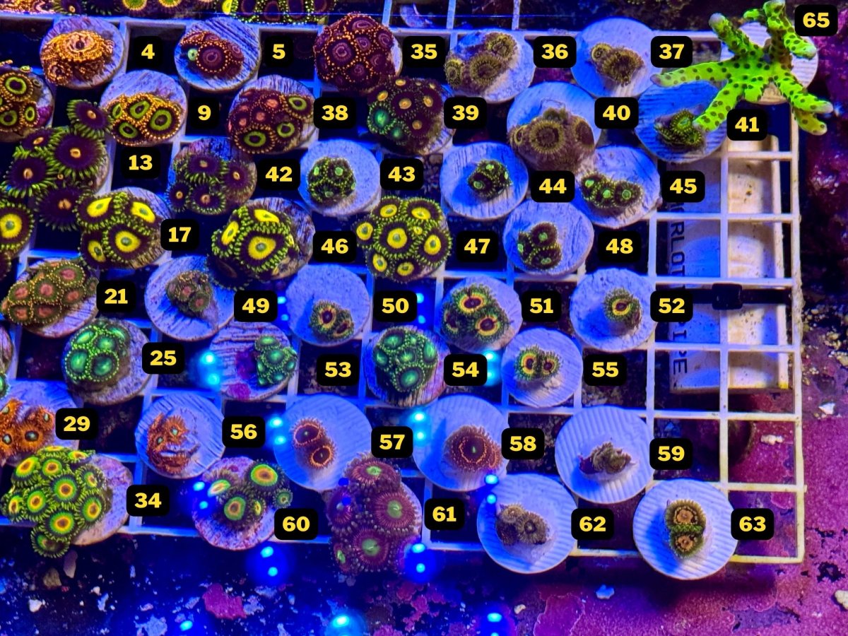 Zoas Pic 2.jpg