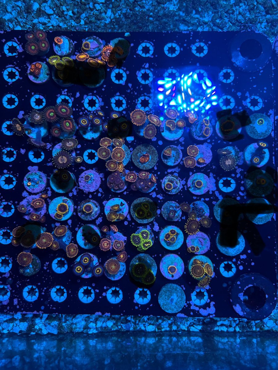 zoas pt2.jpg