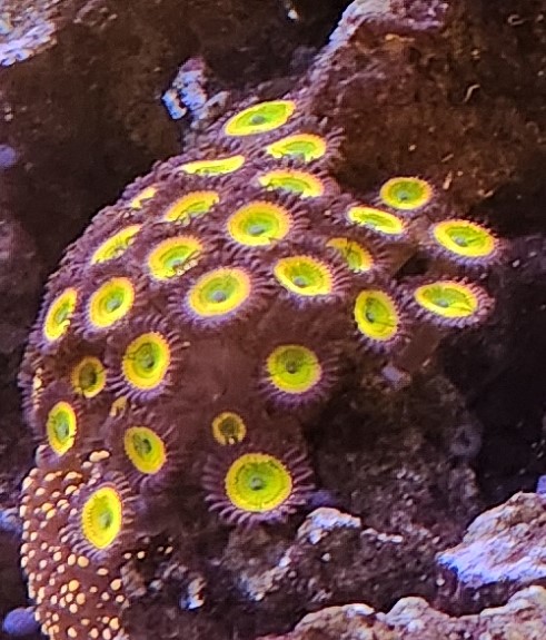 Zoas purple.jpg