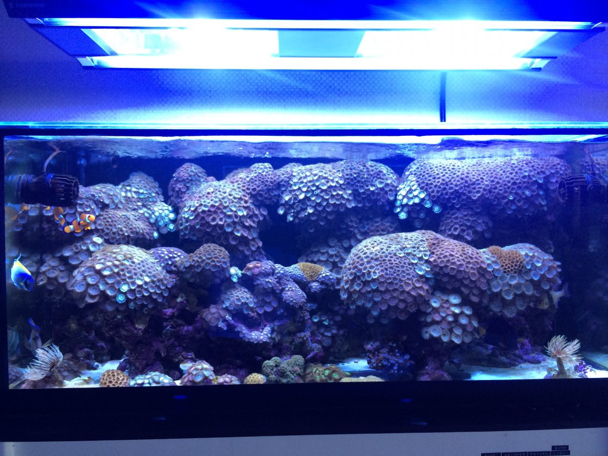 zoas under halides.JPG