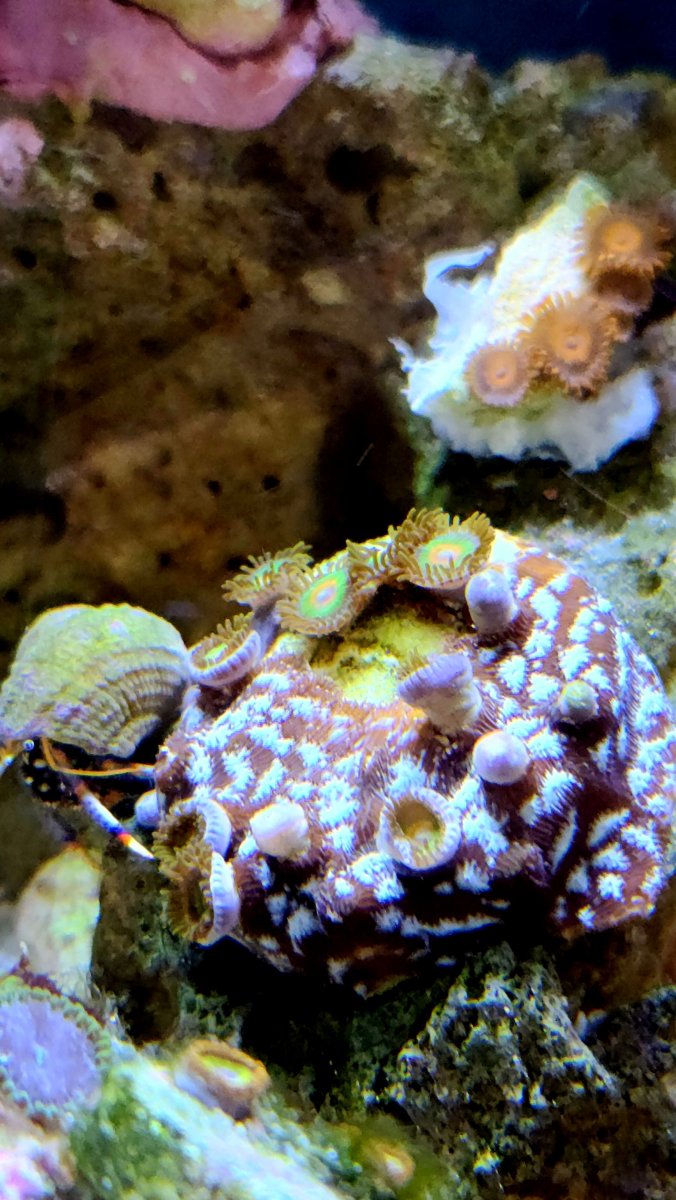 Zoas with Mr. Freeze Leptoseris.jpg