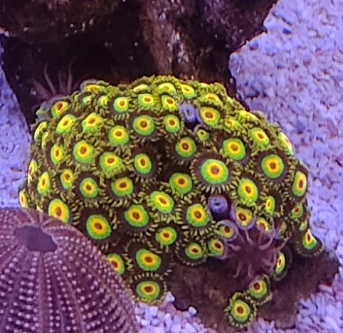 Zoas yellow green .jpg