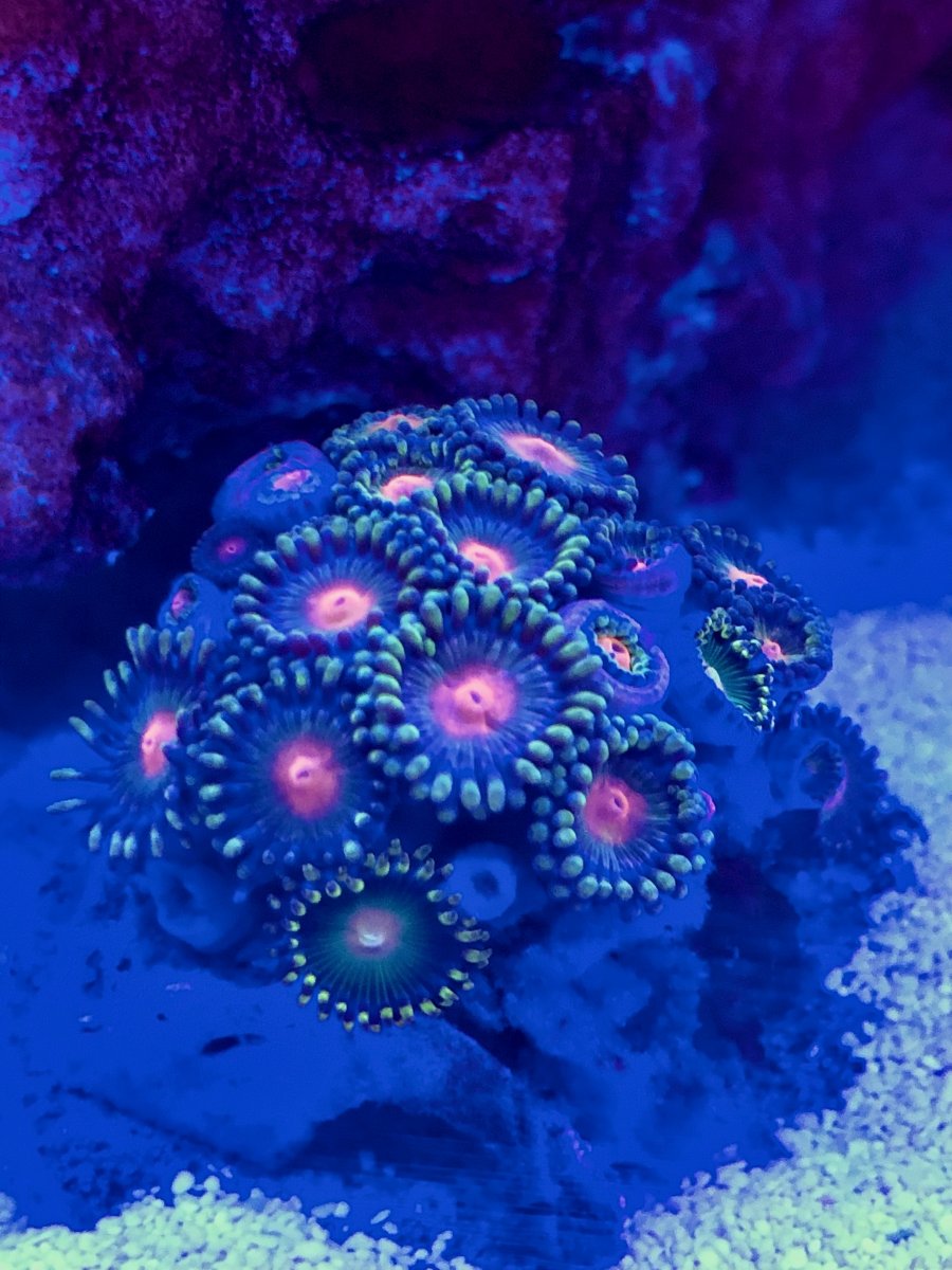 Zoas1.jpeg