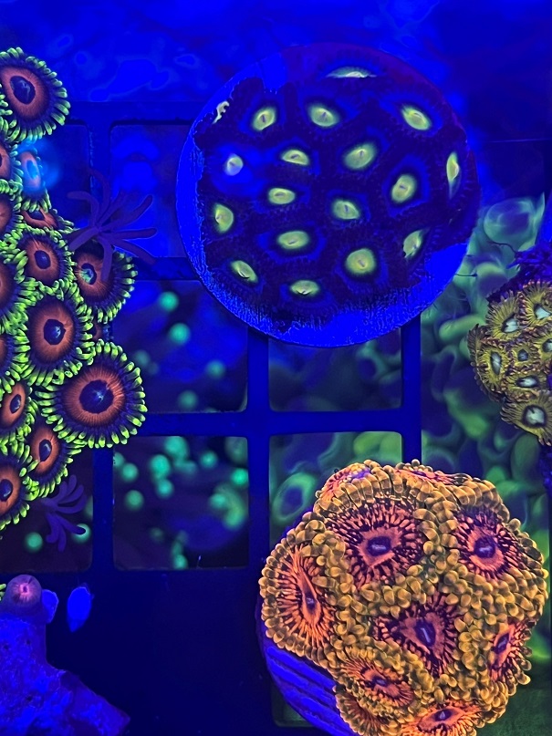 zoas1.jpg