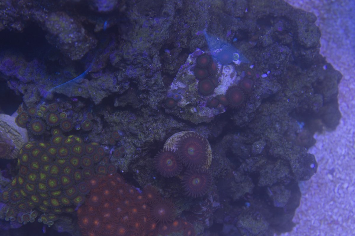 zoas1.jpg