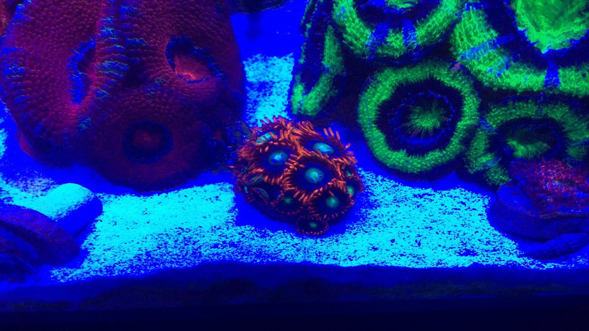 zoas10082019.JPG