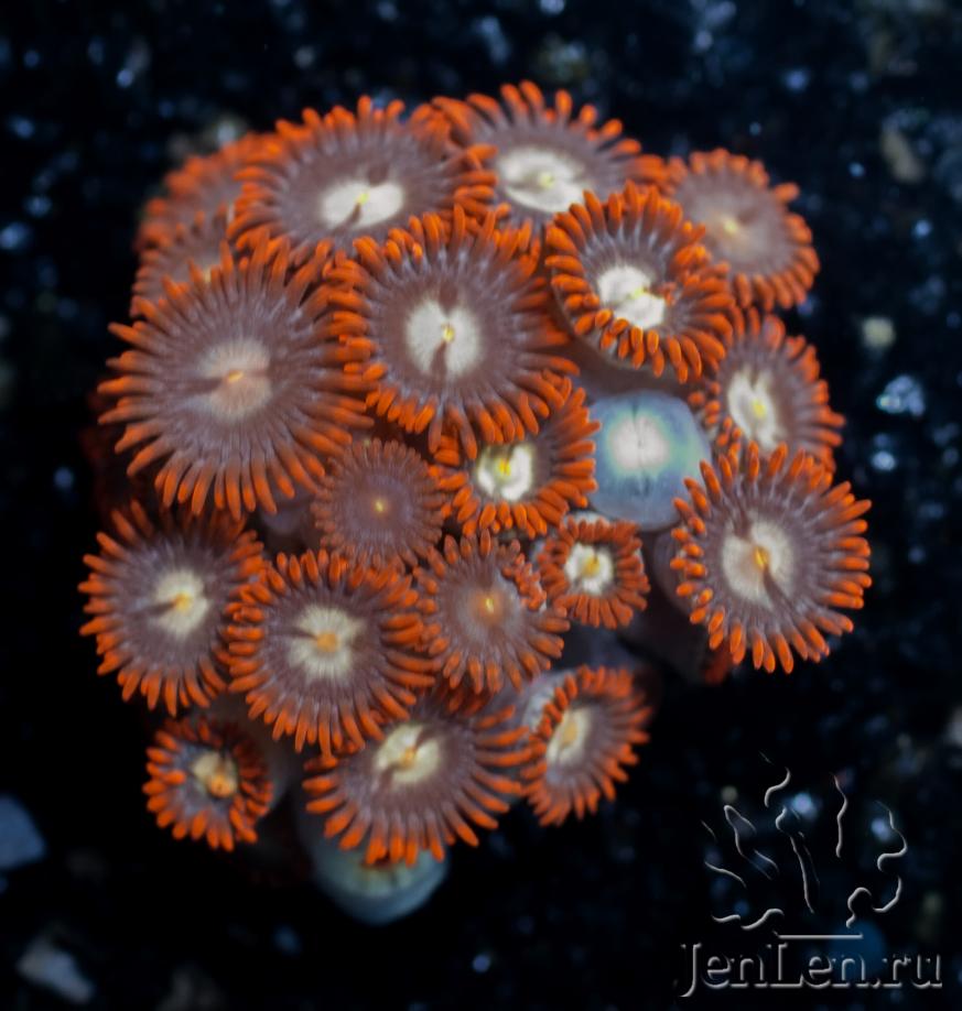 zoas17.jpg