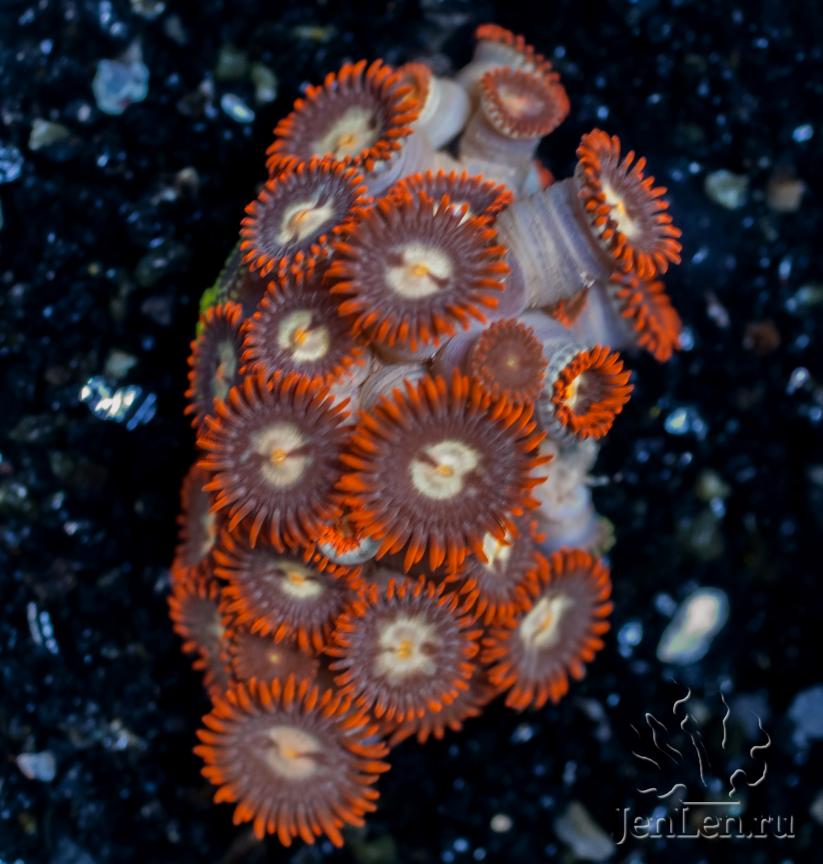 zoas18.jpg