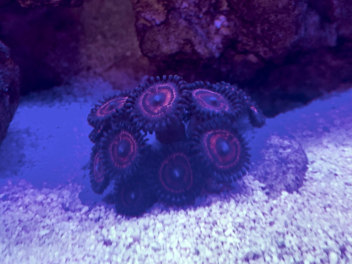 Zoas2.jpeg