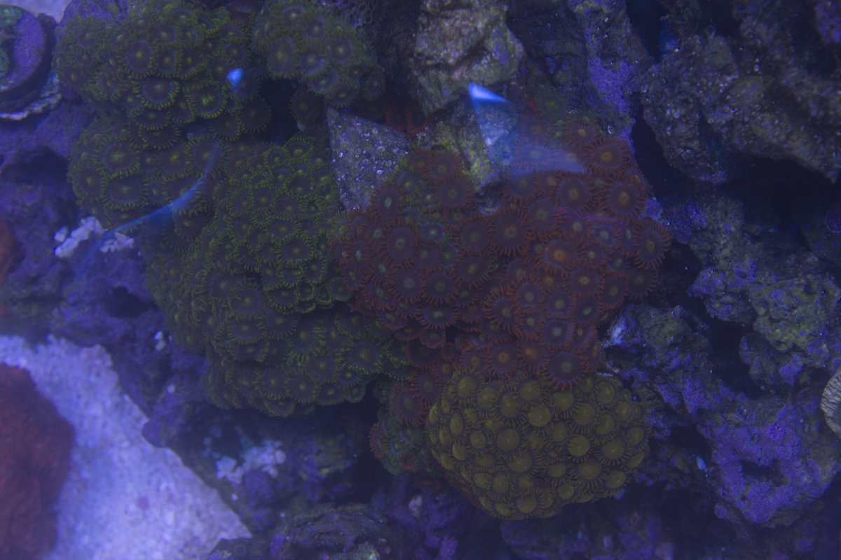 zoas2.jpg