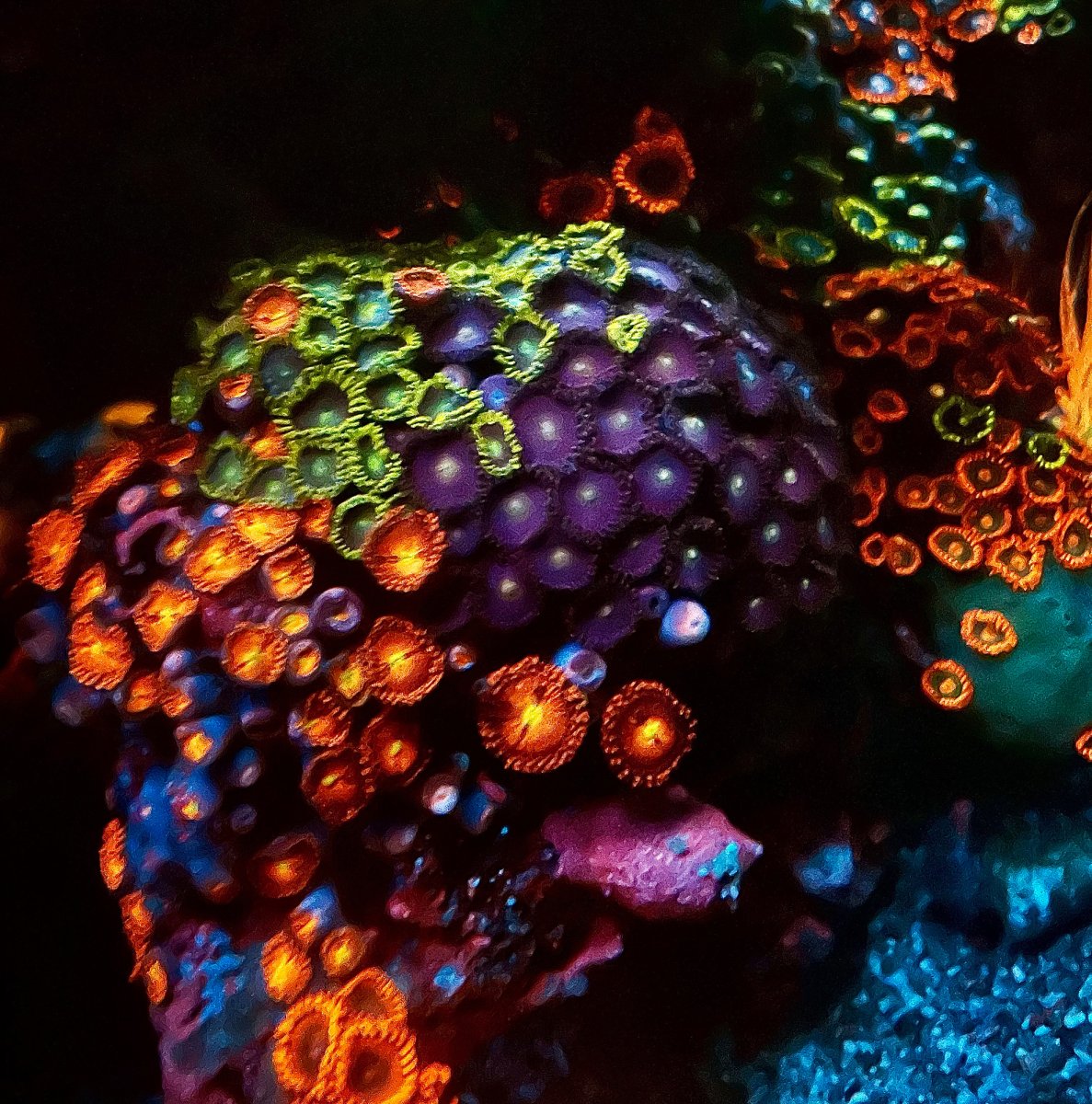 zoas2.jpg