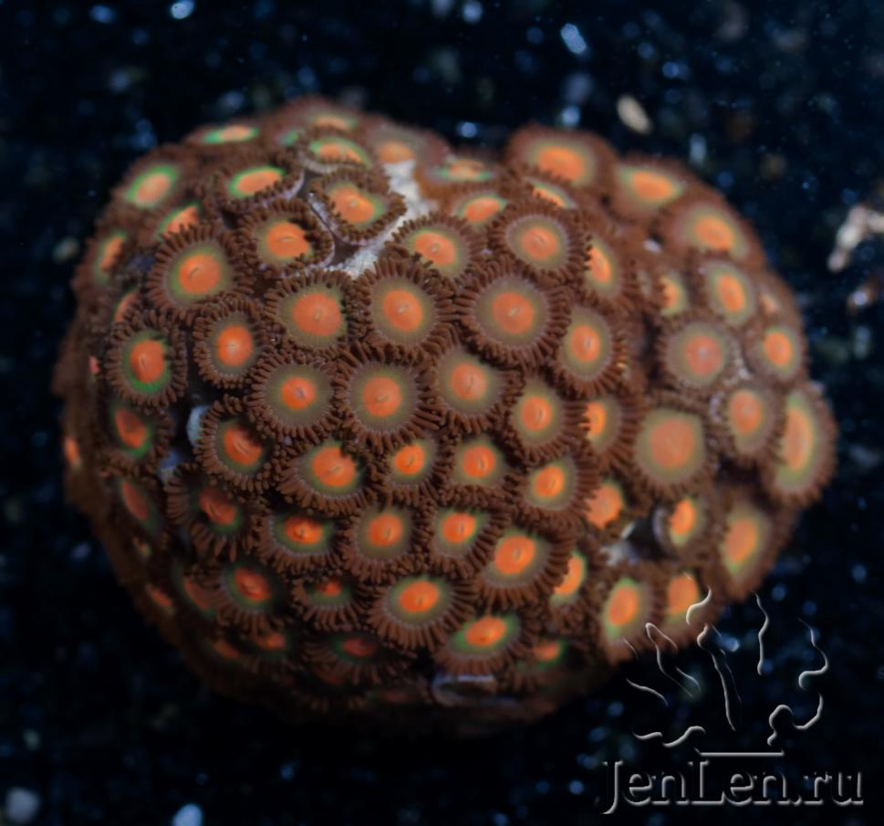 zoas20.jpg