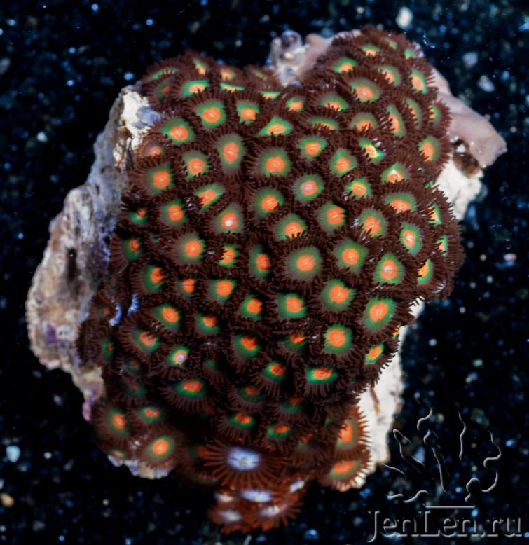 zoas2336.jpg