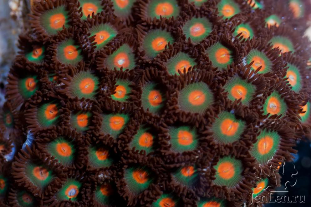 zoas245.jpg