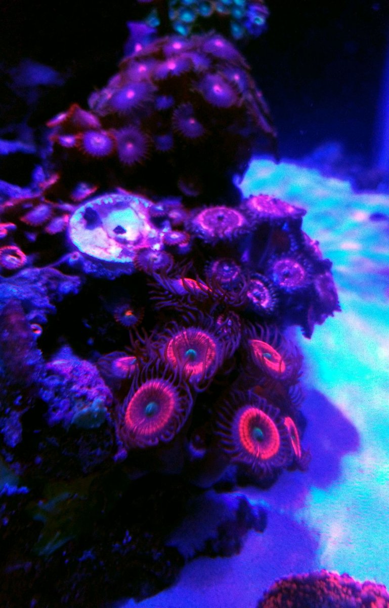 zoas2october2019.jpg