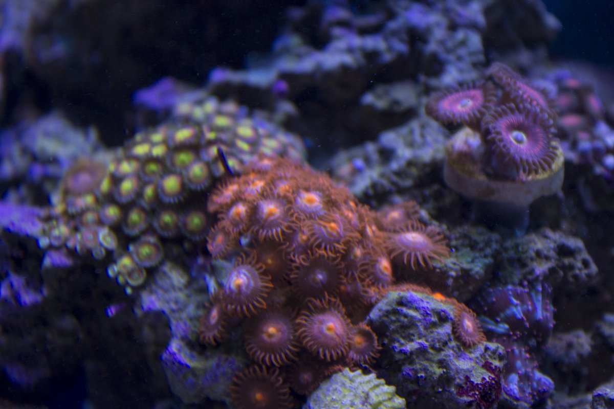 zoas3.jpg