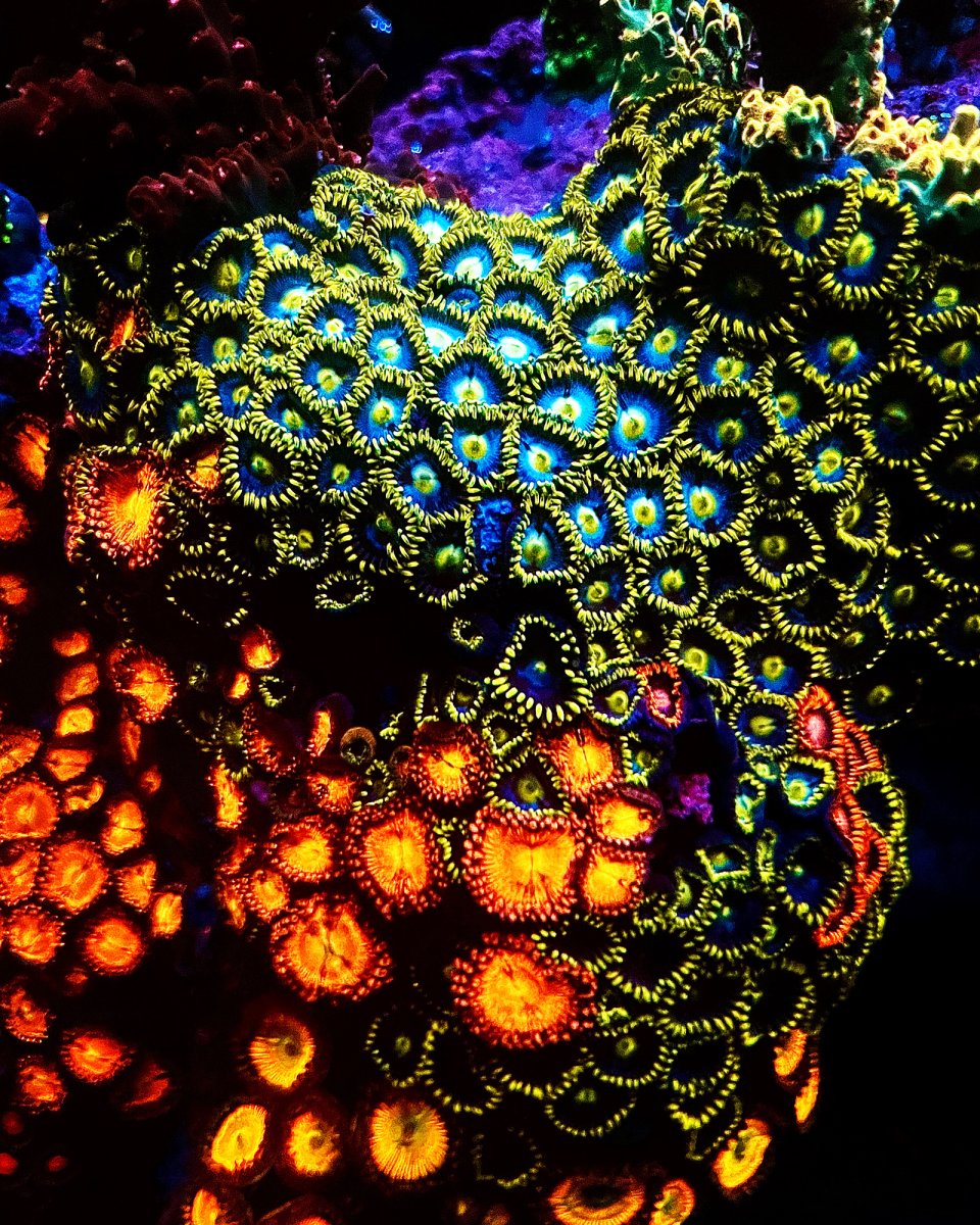 zoas3.jpg