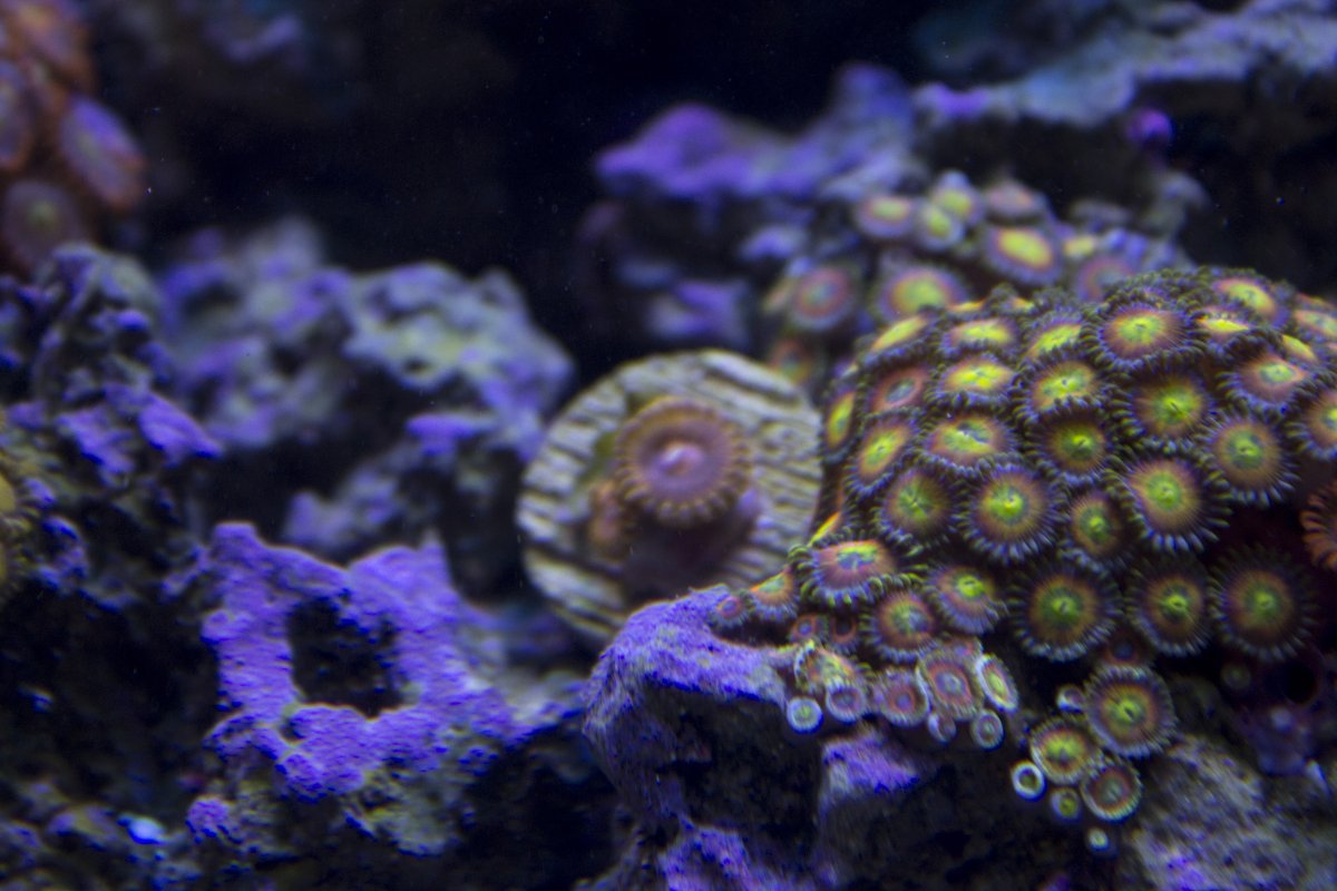 zoas4.jpg