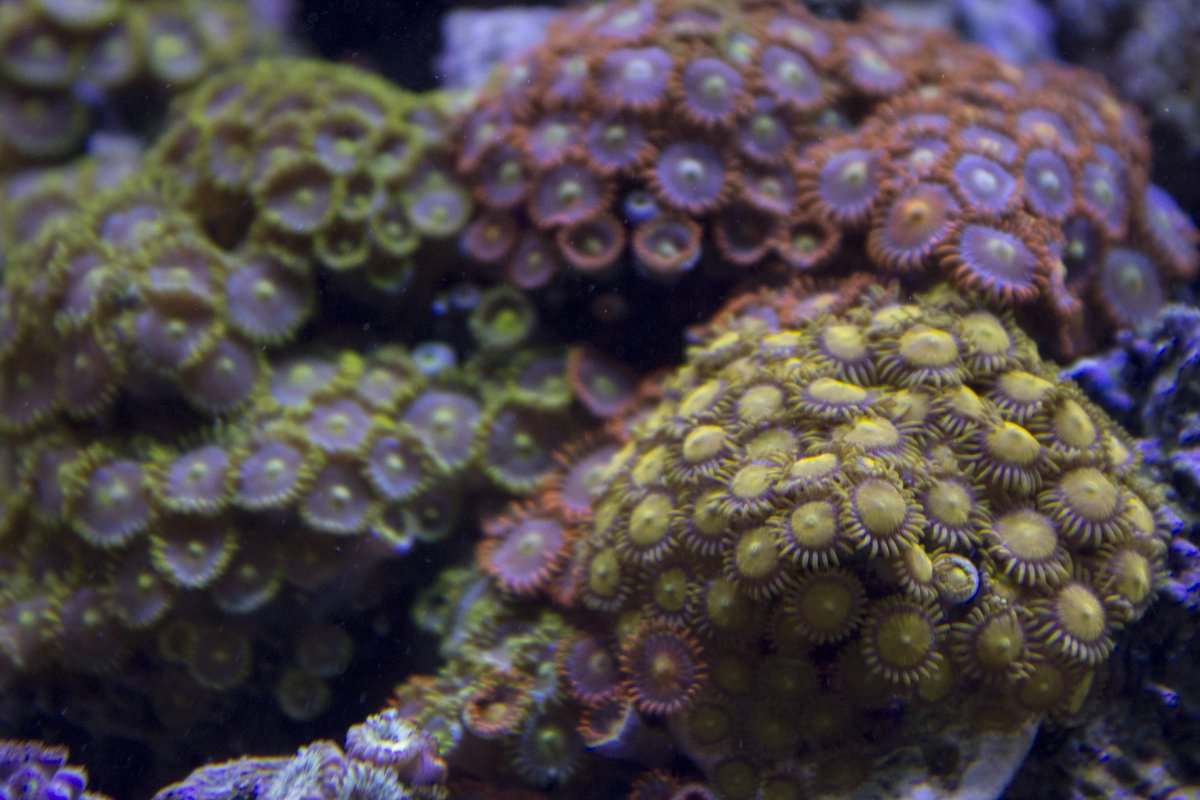 zoas5.jpg