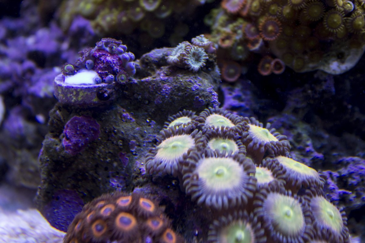 zoas6.jpg