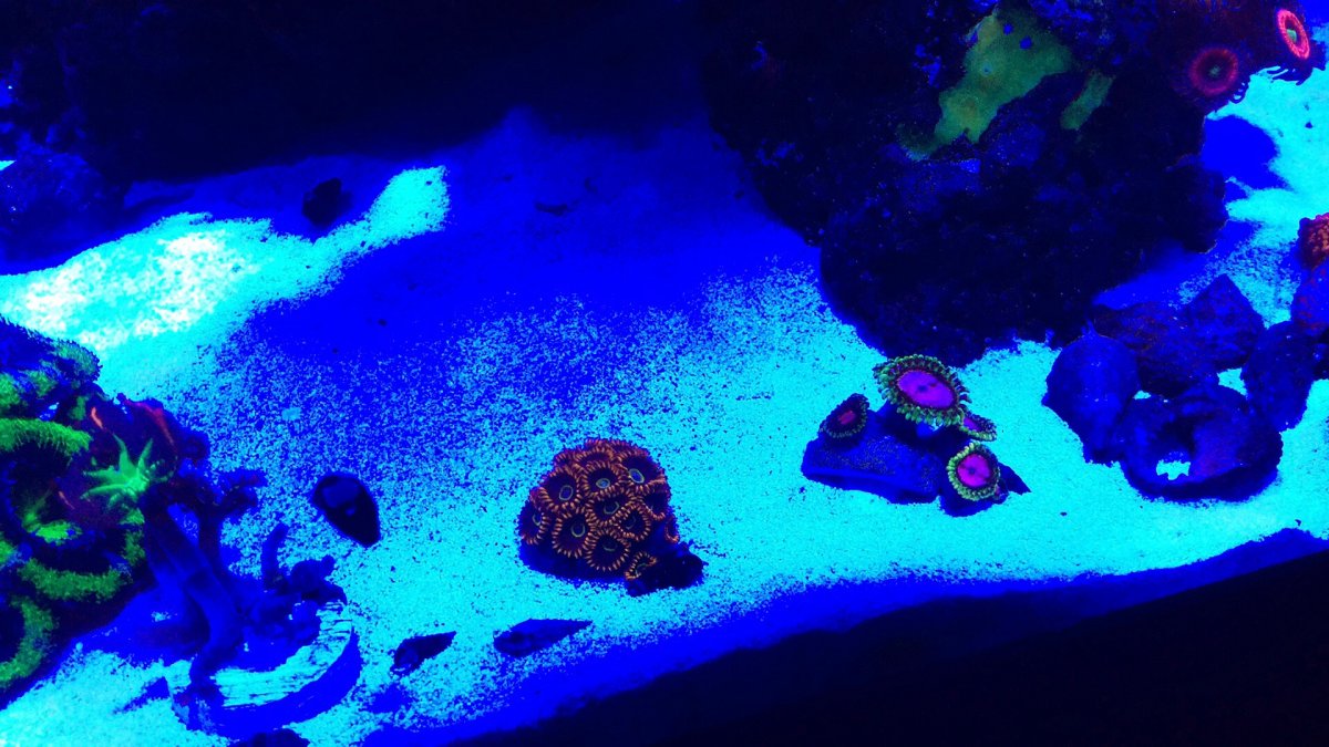 Zoas9172019.JPG