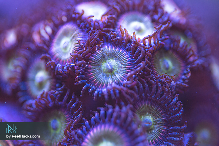 Zoas_001.jpg