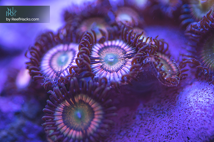 Zoas_002.jpg