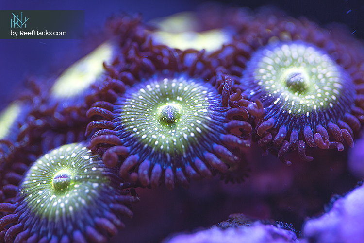 Zoas_003.jpg