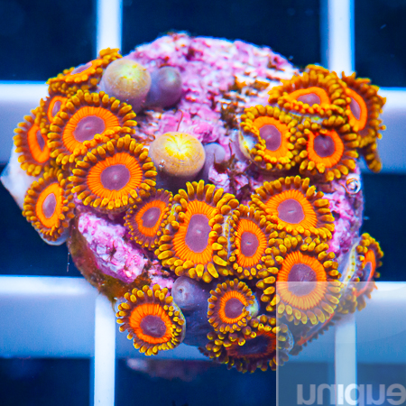 Zuzu zoas 149 99.jpg