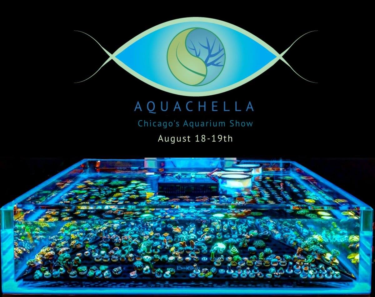 zzzzzzzzzzzzzzzzzzzzzzzzzzzzzzzzzzzzzzzzzzzzzzzzzzzzzzzzzzzzzzzzz Aqushella Logo 2.jpg