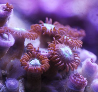 unknown zoa small.jpg