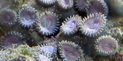 soft pink polyps.jpg