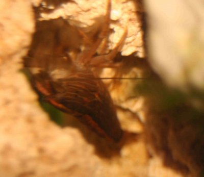 bamboo shrimp.jpg