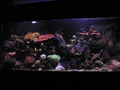 Full Tank Shot 004 (Medium).jpg