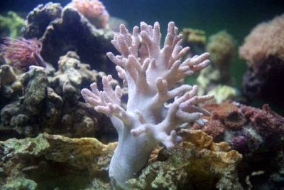 FingerCoral1.jpg