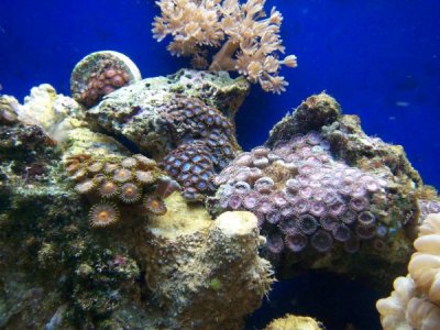 Lots of zoas- php1we1aRAM.jpg