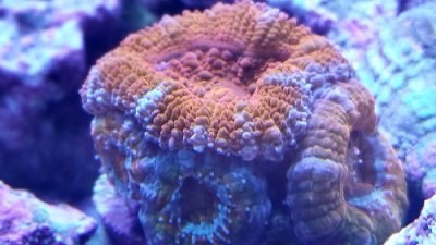 ACAN.jpg