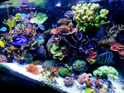 Reef of the Month, May, 2019, @reef jacob