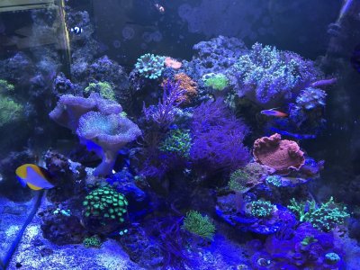 What's the Difference Between a Saltwater and a Freshwater Aquarium Aside From the Salt?